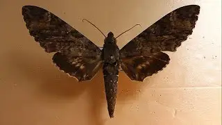 БРАЖНИКИ: 323. Meganoton nyctiphanes