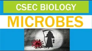 Microbes