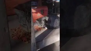 Кто там дрался? #кошачийстрана #дикиекошки #кошки