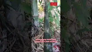 Mengenai Rebung Buluh Madu.