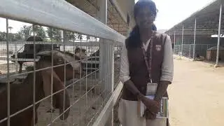Visit to Sri Guru Hi-tech dairy farms🐄 Thaneerpanthalpalayam,Tiruchengode...