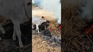 cute cow baby l #reels #youtubeshorts #cow #baby #viral #viralvideo #video #like #animals #ytshorts