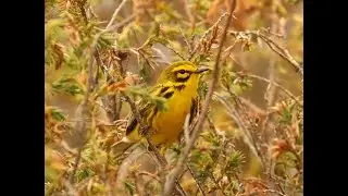 Prairie Warbler