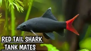 Red tail shark tank mates | Red tailed black shark tank mates .