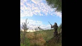 Pigeon hunting  #hunting #pigeon