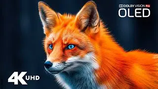 Whispering Wilderness – Gentle Animals in a Calm 4K Nature Escape