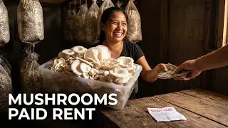 Growing Mushrooms to pay rent When You Can't Pay Rent