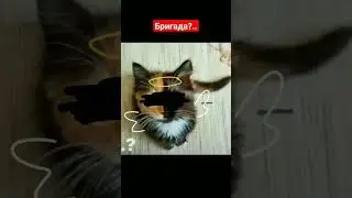 #бригада