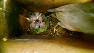 How to take insight video of bird's nest