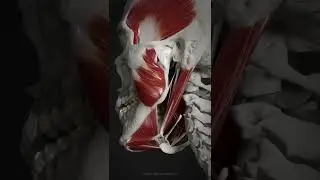 The suprahyoid muscle group
