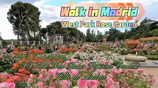 Madrid|Rose Garden|West Park|Rose|Roses Popular Contest|Concurso Popular de Rosas|Jard&iacute;n de Rosas