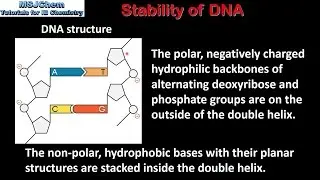 B.8 Stability of DNA (HL)