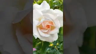 Розы: любовь с первого взгляда (One-Look Wonder Rose)