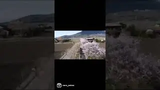 Vision is the art of seeing things invisible.#harleydavidson  #fxd  #cherryblossom #Rapeblossoms