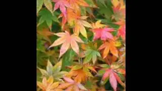 Chaminade, 'Automne' played by Albert Ferber