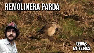 Bar-winged Cinclodes 4K (Cinclodes fuscus) Buff-winged Cinclodes