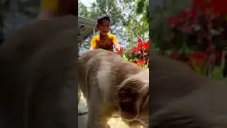 Pet friendly stays should be like THIS!