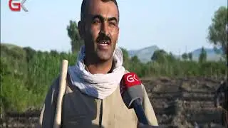 لەسنوری ناحیەی پیرەمەگرون چاندنی مەرەزە دەستپێكرد