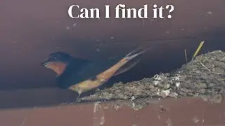 Will I find a Barn Swallow in thirty minutes?