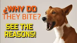 🐶WHY DO DOGS BITE? 6 Reasons