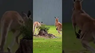 🦘draw🦘 Create Stunning Kangaroo Art Fast #drawing #arttips #kangaroo