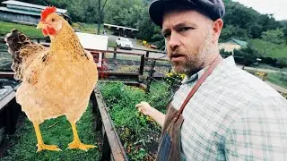 Chickens Are the Answer for This Garden Bed