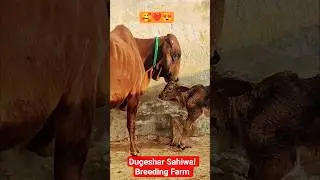 New Entry at Farm Male Calf ❤️🥰💯💯
