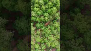 Rustic beauty in the heart of the forest 🌳 #aerialview #cinematicview #explorenature