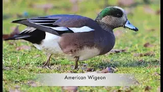 AMERICAN WIGEONS 