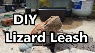 DIY Lizard Leash