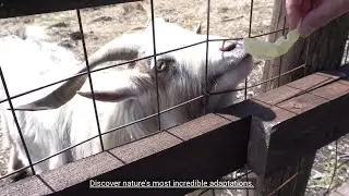 Top 10 Most Extraordinary Animal Adaptations