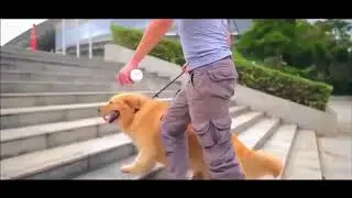Cool Dog Accessories 2019 & Gadgets You Must Have for dog lovers | Interactive pet toy with APP