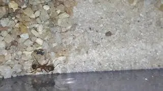 Novomessor - another worker dying... poison???