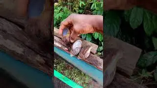 Lecture on snail hibernation