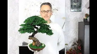 Preserved mini Bonsai Tree - simply the best decor for your interior! 14,96