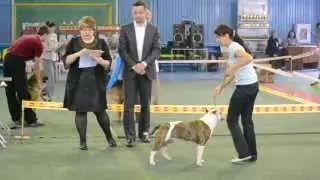 Иркутск 2013 МОНО АСТ суки класс победителей+сравнение на ЛС