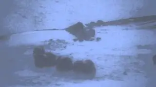 Musk ox (ovibos moschatus) in harsh norwegian winter conditions