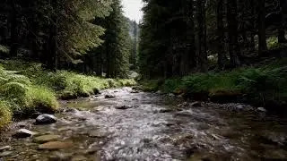 Forest River - Stream Sounds for Sleeping - No Birds - Relaxing Nature Video - Water Flowing