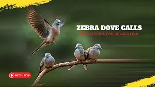 Zebra dove call: A calming ASMR experience | ZDOY013