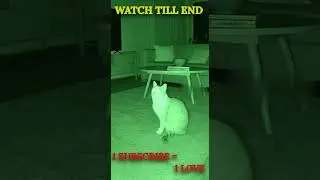 &ldquo;Cat Tracks Invisible Spirit &mdash; Night Vision CCTV Shock!&rdquo; #horror #ghost #bhoot #cat #scary