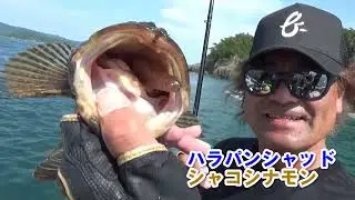 ベイトブレス新商品「ハラパンシャッド」ボートフラット＆ロック＆シーバス