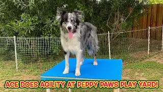 Ace practices agility at Peppy Paws Play Yard!