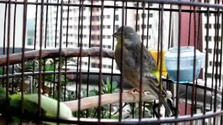 My Lemon Finch