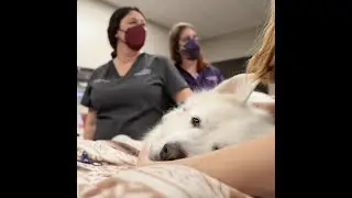BluePearl Stories: Minnie&rsquo;s Half-Gallon Blood Donor Milestone