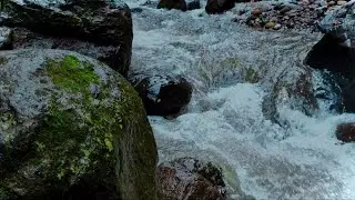 Calming River Flow with Birds for Deep Sleep & Relaxation (8 Hours)