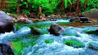 Pure Forest Ambience with Flowing River in Hidden Forest for Deep Sleep and Healing