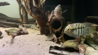 Krobia Xinguensis Cichlids guarding a clutch of eggs // Krobia Xinguensis bewachen Gelege