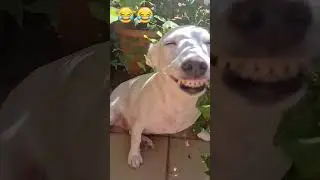 Die besten Fails der Woche funny 😭😂 2026 February #funny