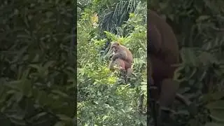 Monkey eating guava fruit