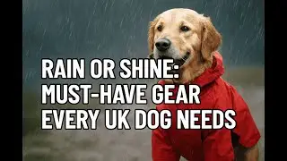 Stop Wet Walkies Misery &ndash; Top Dog Rain Gear Revealed! #DogRainGear  #RainyDayWalks #UKDogs